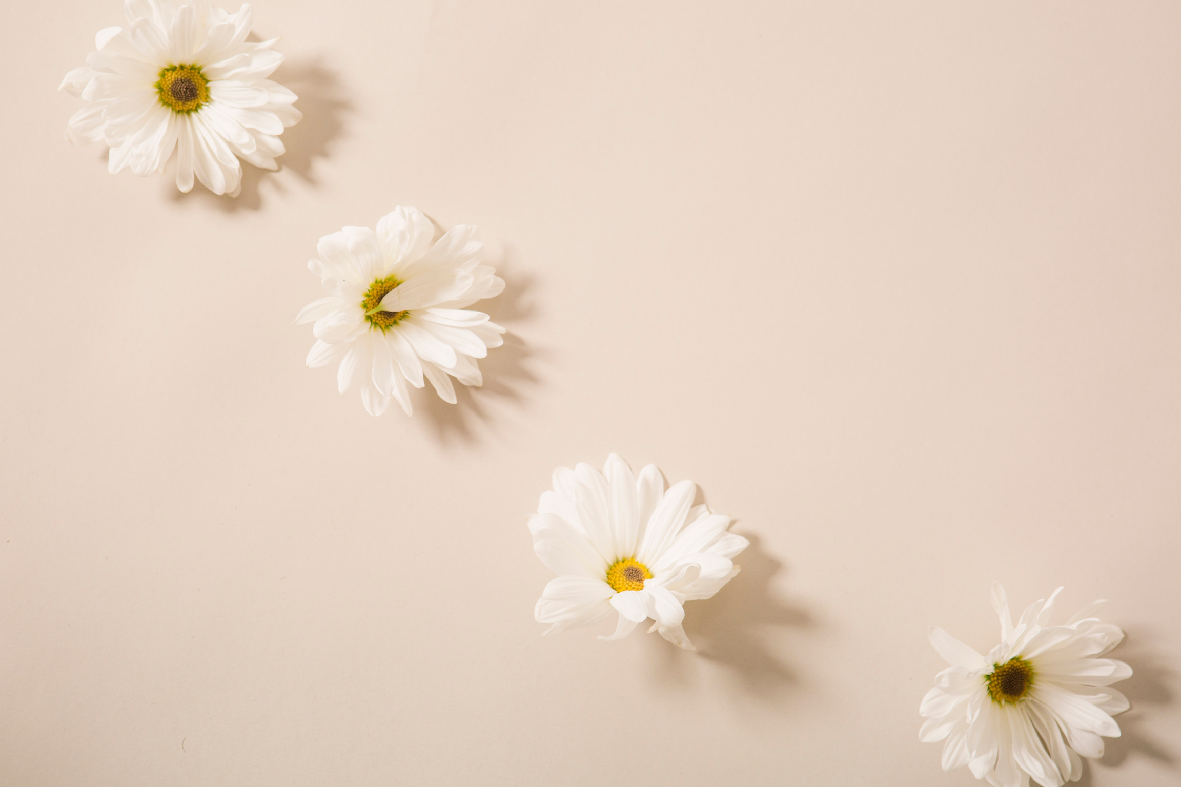 Fresh gentle chamomiles arranged on beige table